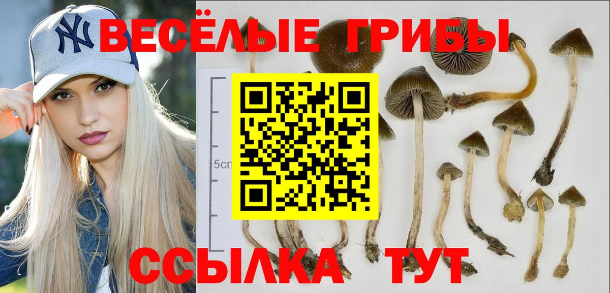 где купить наркоту  Псилоцибиновые грибы Psilocybine cubensis  Псилоцибиновые грибы Magic Shrooms  Вход с VPN  Богородицк 